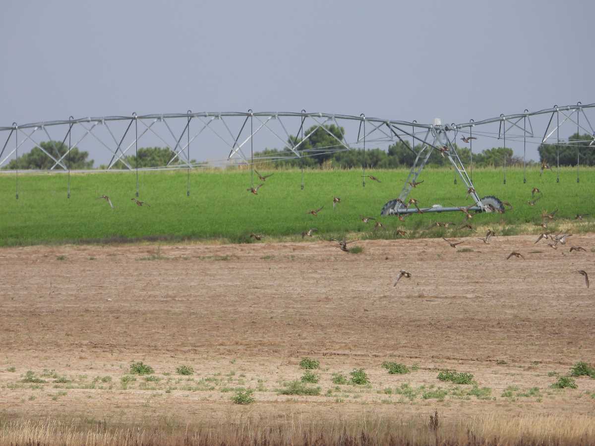 laguna_regajal_cultivos_3.2