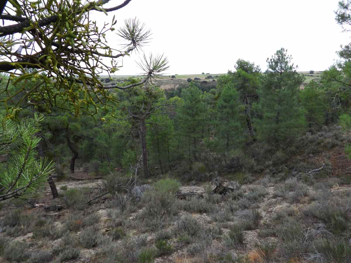 pinares_de_adaja_1