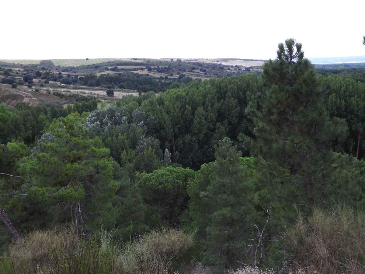 pinares_de_adaja_4